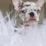 Perrie Edwards Instagram - Everyone. Meet Travis!