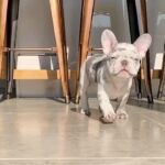 Perrie Edwards Instagram - Everyone. Meet Travis!