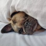 PewDiePie Instagram - Said farewell to my little Maya 💔 this morning.. 17 years is a long time for a pug, but no time in the world would've ever been enough.. I didn't think I could love a dog as much as I loved her.. ❤️ Thank you for all the wonderful time we got to spend with you ❤️ Thank you for always making my days brighter ❤️ Thank you for bringing me closer to Marzia♥️ I will miss you so much and I already do.. you will always be in my heart Maya ♥️♥️♥️