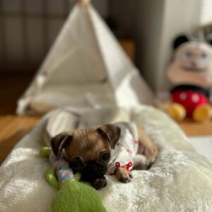 PewDiePie Instagram - Wanted to properly introduce our new fam member Momo! 🍑 She's half pug 🥟half chihuahua 🌯 (Chug). We've had her since November, so glad she got to meet Maya while she was still with us 💕