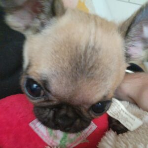 PewDiePie Instagram - Wanted to properly introduce our new fam member Momo! 🍑 She's half pug 🥟half chihuahua 🌯 (Chug). We've had her since November, so glad she got to meet Maya while she was still with us 💕