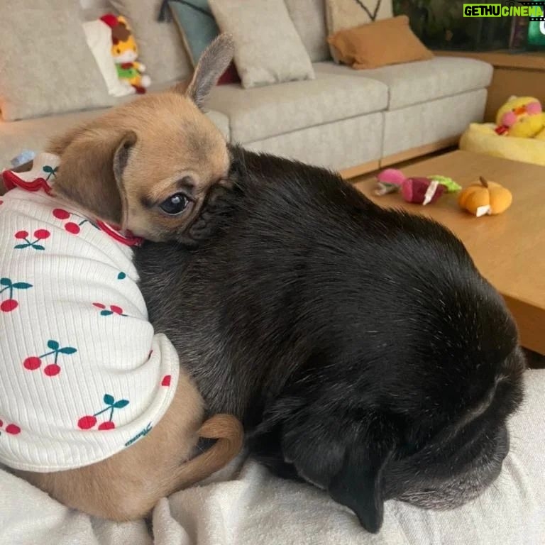 PewDiePie Instagram - Wanted to properly introduce our new fam member Momo! 🍑 She's half pug 🥟half chihuahua 🌯 (Chug). We've had her since November, so glad she got to meet Maya while she was still with us 💕