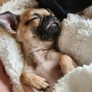 PewDiePie Instagram - Wanted to properly introduce our new fam member Momo! 🍑 She's half pug 🥟half chihuahua 🌯 (Chug). We've had her since November, so glad she got to meet Maya while she was still with us 💕