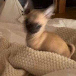 PewDiePie Instagram - Wanted to properly introduce our new fam member Momo! 🍑 She's half pug 🥟half chihuahua 🌯 (Chug). We've had her since November, so glad she got to meet Maya while she was still with us 💕