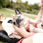 PewDiePie Instagram - Said farewell to my little Maya 💔 this morning.. 17 years is a long time for a pug, but no time in the world would've ever been enough.. I didn't think I could love a dog as much as I loved her.. ❤️ Thank you for all the wonderful time we got to spend with you ❤️ Thank you for always making my days brighter ❤️ Thank you for bringing me closer to Marzia♥️ I will miss you so much and I already do.. you will always be in my heart Maya ♥️♥️♥️