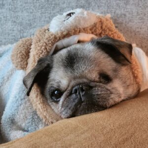 PewDiePie Instagram - Said farewell to my little Maya 💔 this morning.. 17 years is a long time for a pug, but no time in the world would've ever been enough..
I didn't think I could love a dog as much as I loved her.. ❤️
Thank you for all the wonderful time we got to spend with you ❤️ Thank you for always making my days brighter ❤️ Thank you for bringing me closer to Marzia♥️ I will miss you so much and I already do.. you will always be in my heart Maya ♥️♥️♥️