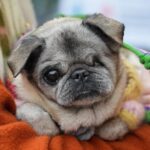 PewDiePie Instagram - Said farewell to my little Maya 💔 this morning.. 17 years is a long time for a pug, but no time in the world would've ever been enough.. I didn't think I could love a dog as much as I loved her.. ❤️ Thank you for all the wonderful time we got to spend with you ❤️ Thank you for always making my days brighter ❤️ Thank you for bringing me closer to Marzia♥️ I will miss you so much and I already do.. you will always be in my heart Maya ♥️♥️♥️