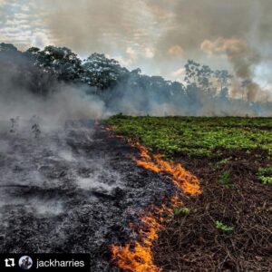 Philipp Christopher Instagram - #Repost @jackharries
・・・
The lungs of the planet are on fire right now!! 🔥 🚨 The Amazon rainforest has been burning for weeks but has received almost no news coverage. When Notre-Dame burnt, billionaires and politicians emptied their pockets but when the most important ecosystem on earth is on fire we turn a blind eye. The world’s greatest cathedral is burning and there’s no rebuilding this one!!! 😢 Please help spread awareness. #prayforamazonia First 📷 by @mohsinkazmitakespictures