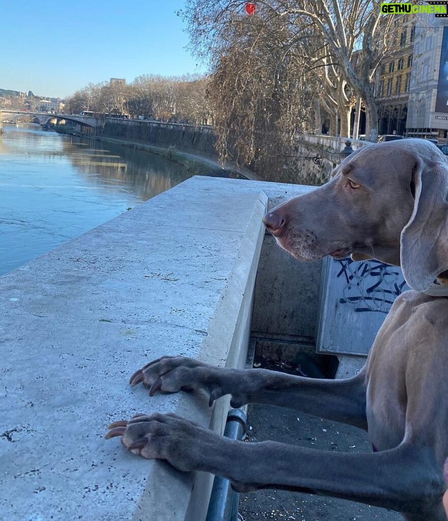 Primo Reggiani Instagram - Arriva il momento nella vita di un cane di tracciare una linea e riflettere sugli obbiettivi raggiunti e quelli ancora da raggiungere...io sono qui. Riflessioni e intenti 2020😂😂😂 #lifedog #caneserio #2020 Rome, Italy