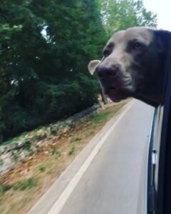 Primo Reggiani Instagram - Ci teneva a salutare #ferragosto #summer #driving #doglife