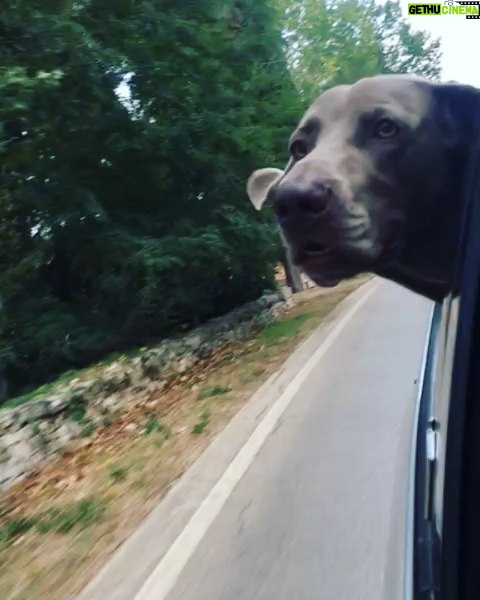 Primo Reggiani Instagram - Ci teneva a salutare #ferragosto #summer #driving #doglife