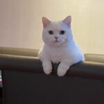 Qin Lan Instagram - 嗨…你有想我吗？