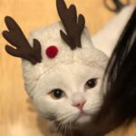 Qin Lan Instagram - 嗨…你有想我吗？