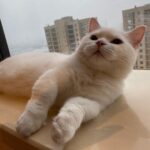 Qin Lan Instagram - 嗨…你有想我吗？