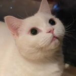 Qin Lan Instagram - 嗨…你有想我吗？