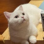 Qin Lan Instagram - 嗨…你有想我吗？