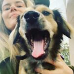 Rachael Taylor Instagram - How could I not become that crazy dog lady with this guy? 🐕 🐕 🐕 #nationalpetday #rescuedog