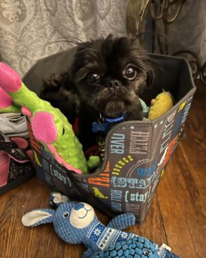 Rachel Kelvington Bostic Instagram - Happy international puppy day to my best friend, my ride or die, this sweet little puppy dude I call Sly 🥰

#internationalpuppyday #dogsofinstagram #dogmom #pittsburghpup