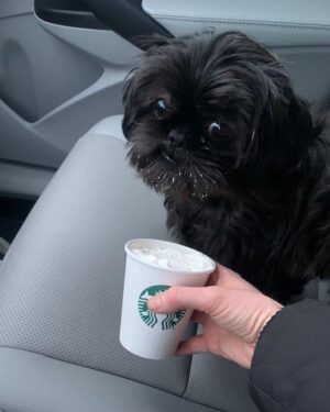Rachel Kelvington Bostic Instagram - Happy international puppy day to my best friend, my ride or die, this sweet little puppy dude I call Sly 🥰

#internationalpuppyday #dogsofinstagram #dogmom #pittsburghpup