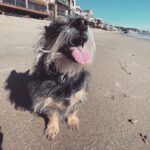 Rachel Roberts Instagram - Smile…. It’s Friday! #bowiethedog⚡️ Malibu, California