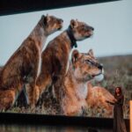 Rae Wynn-Grant Instagram - Thankful for all of this planet’s biodiversity, but especially the lions, bison, and bears that have impacted my career and touched my soul in incredibly profound ways. This gratitude week, please join me in supporting wildlife and wild places by checking out all the ways to engage in global conservation at wildkingdom.com #SponsoredByWildKingdom
