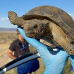 Rae Wynn-Grant Instagram - A lil behind the scenes from Episode 1 of @wildkingdomtv in the Mojave Desert with the cutest guests 🐢#FlashbackFriday #BTS