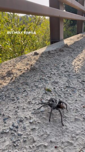 Rae Wynn-Grant Instagram - Driving to my field site today and… 🕷