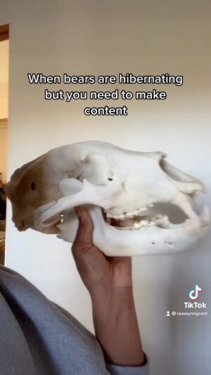 Rae Wynn-Grant Instagram - When you’re a wildlife ecologist & you have animal skulls in your office 🐻