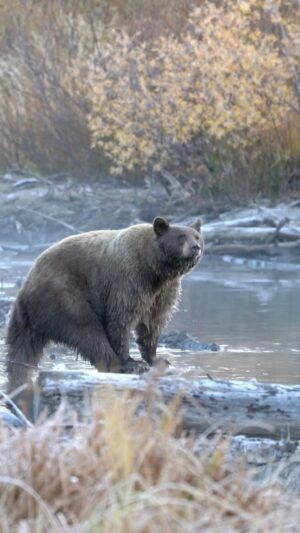 Rae Wynn-Grant Instagram - Did you know bears do not need to hibernate. Typically they’ll sleep when food is scarce and to minimize exposure to winter elements. Let’s help bears sleep this winter by storing food and trash properly. 
.
Thanks for the hosting us @basecamphotels 
.
#blackbears #laketahoe #wildlife #natgeoadventure