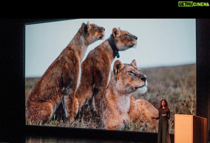 Rae Wynn-Grant Instagram - Whether in the field or on the stage, bears, lions, & this planet’s wild animals are with me wherever I go and allow me to do the science I love. Last night kicked off my Nat Geo Live speaking tour, and I couldn’t be more honored to be diving into my show titled The Secret Life of Bears. Many thanks to Alex Wenchel who produced this show, the amazing @natgeo & @disney teams that are coordinating safe travel to 13+ cities during COVID (swipe to see photos of what a “meet & greet” looks like these days), and of course the amazing audiences that are interested in the science behind how we can keep these majestic creatures on the planet. Onward 🐻🐻✨✨ 📸: @celerypocket Overture Center for the Arts