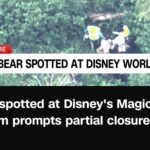 Rae Wynn-Grant Instagram - Bear News: Wild black bear at Disney World yesterday 🐻