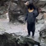 Rae Wynn-Grant Instagram - Human in costume or bear?