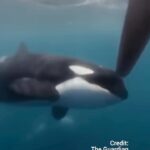 Rae Wynn-Grant Instagram - Why are Orca’s attacking boats all of a sudden? #orcas #orcawhale #boats #iberia #spain #ocean #climate #nature #wildlife