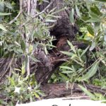 Rae Wynn-Grant Instagram - Reasons for hope: a wild beehive in my neighborhood. We gon be alright y’all ✌🏾