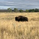 Rae Wynn-Grant Instagram - Thankful for all of this planet’s biodiversity, but especially the lions, bison, and bears that have impacted my career and touched my soul in incredibly profound ways. This gratitude week, please join me in supporting wildlife and wild places by checking out all the ways to engage in global conservation at wildkingdom.com #SponsoredByWildKingdom