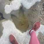 Rae Wynn-Grant Instagram - This week’s highlights: dinosaur footprints, canned smoked fish, African wildlife, bear news Dinasour Valley
