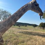 Rae Wynn-Grant Instagram - This week’s highlights: dinosaur footprints, canned smoked fish, African wildlife, bear news Dinasour Valley