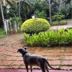 Ram Charan Instagram - 🌧🐶☕️