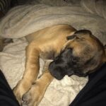 Randy Orton Instagram - I think I’m in ❤️ #newpuppy #nationaldogday #daylate #mydogisbetterthanyours #10hrdrivehome #puppybreath