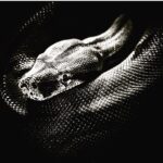 Randy Orton Instagram - SSS....