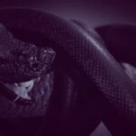 Randy Orton Instagram - It’s FINALLY happening!!! Can you guess what it is? 🐍