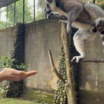 Ranty Maria Instagram - todays zoo dump💙🤍💙🤍 BALI ZOO