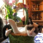 Rebecca Romijn Instagram - Guess we’ll clean up Easter tomorrow. Someone’s bonded with this basket