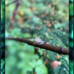 Rhinnan Payne Instagram - 🐌🐌Snail🐌🐌 Snail-Town