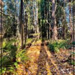 Rhinnan Payne Instagram - 🍂🌳🍂🌳🍂🌳🍂 The Trees The Trees