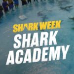 Riley Elliott Instagram - I am so excited to have co-created, produced and presented @discovery 's first ever #SharkWeek series. #SharkAcademy starting THIS Sunday July 11th streaming every night of @sharkweek on @discoveryplus. I can not thank enough, all the amazing people who made this possible. Firstly @doubleactproductions Alastair Cook and Will Cross, and the almighty Jo Locke who all enabled this alongside the Incredible and visionary crew @discovery @discoveryplus and @animalplanet Amy and Nancy especially thank you for seeing the potential in this novel show. Thank you so much to my co-hosts @kokocuvier @mattsmukall @andremusgrove without you guys I'm sure someone would have got nipped. Your professionalism allowed me to get my producer hat on and know that you had things under control in water. Thanks so so much to @biminisharklab and all of your crew who were the workhorses for the field time and provided a real back bone of science which we partook in and made the substance for the show, incredible work you do there, thanks @chelleblaisphoto Thanks to all of the amazing crew on set for 12 weeks, leaving family behind to make this happen. I can't name you all but the skills each of you brought made essential pieces of the puzzle come together. Thank you to the Bahamian Government and locals who took us in and showed us a great time. And lastly, thank you to all those people who applied for this series. I personally watched all 897 of your 5minute application videos. It was so humbling to see so many people keen on a concept dear to my heart. The eight of you that got selected, @renslatter @juliana.velezg @sophia.carmela @theadventuresof5k @bradbenedict Ryan @cassidymccabe and @austinguard wow you guys did so so well. No bullshit, I didn't expect anyone to do as well as they did, you each blew me away. And of course thanks to my wife @amberandfriendsphotography for letting me go to the Bahamas for 12 weeks I dedicate this show to @reefhunter as he was first to show me the Bahamas and it's sharks and became a true and incredible friend.