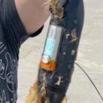 Riley Elliott Instagram - UPDATE!!!!! The tag seems to have been picked up and taken home/to work by someone. This isn't a manhunt it's a tag hunt 🙂 The person likely doesn't know what it is, so please if you know people in the Gate Pa area or a community page there, please share this post and see if we can get the tag back. Thank you for all of you help. Remember there is a $100 reward 🙂 Call or text me with any info please 027 463 7397 .................... Previous posts info below Unfortunately the famous Great White Shark Daisy, seems to have dropped her tag and it has floated inshore onto the beach roughly in the area in front of Papamoa Beach Surf Club. The tag will look similar to the below picture. It will have seaweed growth on it so may blend in, and will likely be at the high tide mark. This location below shows it on the land but the last location signal was an inaccurate one, so its within a few kms of this area, but definitely on the beach as it washed ashore. The satellites are not overhead to give more accurate locations until tonight. So please if you are in the area, could you have a look and text/call me if you find it 027 463 7397 There has been do much debris in the ocean from the ongoing floods that these tags have had a hard ride through the usually empty ocean, and this is the third to pull from the sharks.
