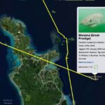 Riley Elliott Instagram - Great White App update!!! After some time below water we have some recent pings from our Great White sharks. Mananui has made an incredible return journey to the Coromandel region, just offshore of the Alderman Island where I live in Tairua!!! Mananui had gone all the way around the top of the north island to 90Mile Beach on the West Coast!!! And has now returned through the Hauraki Gulf, down to the Coromandel mussel farms, back up and around the tip of the Coromandel Peninsula and now just offshore of the Alderman Islands as said. Incredible really. Where to next? In totally different fashion, SWAJ continues to remain in Doubtless Bay Area. There must be some small fish prey teeming in this area to hold her there for so long. I got a low accuracy location just the other day which shows she is still there. And then the infamous Daisy has pinged after a month of silence. It shows us that these sharks do not need to surface regularly and thus the locations we get, can go quiet for a while but the shark is fine. Stoked to see Daisy again, I know she is a fan fave. I have tried very hard to deploy more tags but the unprecedented weather and road closures have made it incredibly challenging to do so. I also feel that the flood waters along the harbours and coastline have pushed normal fish life patterns offshore or further north, hence the sharks all moving quite far from tagging locations. I appreciate the patience, especially from those who have sponsored tags but this is the reality of working with nature it seems. There will be more I promise. But for now let’s continue to enjoy these three amazing sharks!!!