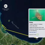 Riley Elliott Instagram - Great White App update!!! After some time below water we have some recent pings from our Great White sharks. Mananui has made an incredible return journey to the Coromandel region, just offshore of the Alderman Island where I live in Tairua!!! Mananui had gone all the way around the top of the north island to 90Mile Beach on the West Coast!!! And has now returned through the Hauraki Gulf, down to the Coromandel mussel farms, back up and around the tip of the Coromandel Peninsula and now just offshore of the Alderman Islands as said. Incredible really. Where to next? In totally different fashion, SWAJ continues to remain in Doubtless Bay Area. There must be some small fish prey teeming in this area to hold her there for so long. I got a low accuracy location just the other day which shows she is still there. And then the infamous Daisy has pinged after a month of silence. It shows us that these sharks do not need to surface regularly and thus the locations we get, can go quiet for a while but the shark is fine. Stoked to see Daisy again, I know she is a fan fave. I have tried very hard to deploy more tags but the unprecedented weather and road closures have made it incredibly challenging to do so. I also feel that the flood waters along the harbours and coastline have pushed normal fish life patterns offshore or further north, hence the sharks all moving quite far from tagging locations. I appreciate the patience, especially from those who have sponsored tags but this is the reality of working with nature it seems. There will be more I promise. But for now let’s continue to enjoy these three amazing sharks!!!