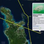 Riley Elliott Instagram - Great White App update!!! After some time below water we have some recent pings from our Great White sharks. Mananui has made an incredible return journey to the Coromandel region, just offshore of the Alderman Island where I live in Tairua!!! Mananui had gone all the way around the top of the north island to 90Mile Beach on the West Coast!!! And has now returned through the Hauraki Gulf, down to the Coromandel mussel farms, back up and around the tip of the Coromandel Peninsula and now just offshore of the Alderman Islands as said. Incredible really. Where to next? In totally different fashion, SWAJ continues to remain in Doubtless Bay Area. There must be some small fish prey teeming in this area to hold her there for so long. I got a low accuracy location just the other day which shows she is still there. And then the infamous Daisy has pinged after a month of silence. It shows us that these sharks do not need to surface regularly and thus the locations we get, can go quiet for a while but the shark is fine. Stoked to see Daisy again, I know she is a fan fave. I have tried very hard to deploy more tags but the unprecedented weather and road closures have made it incredibly challenging to do so. I also feel that the flood waters along the harbours and coastline have pushed normal fish life patterns offshore or further north, hence the sharks all moving quite far from tagging locations. I appreciate the patience, especially from those who have sponsored tags but this is the reality of working with nature it seems. There will be more I promise. But for now let’s continue to enjoy these three amazing sharks!!!